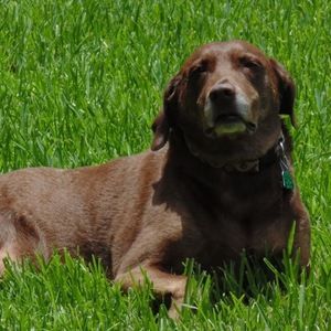 Meet your Posher, Emma